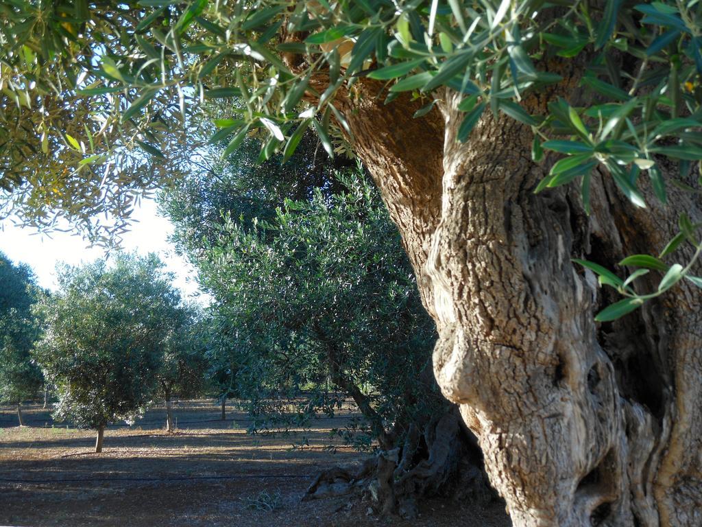 L'ulivo Bed & Breakfast *