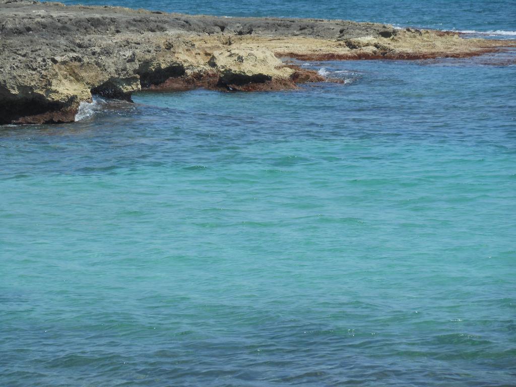 L'ulivo