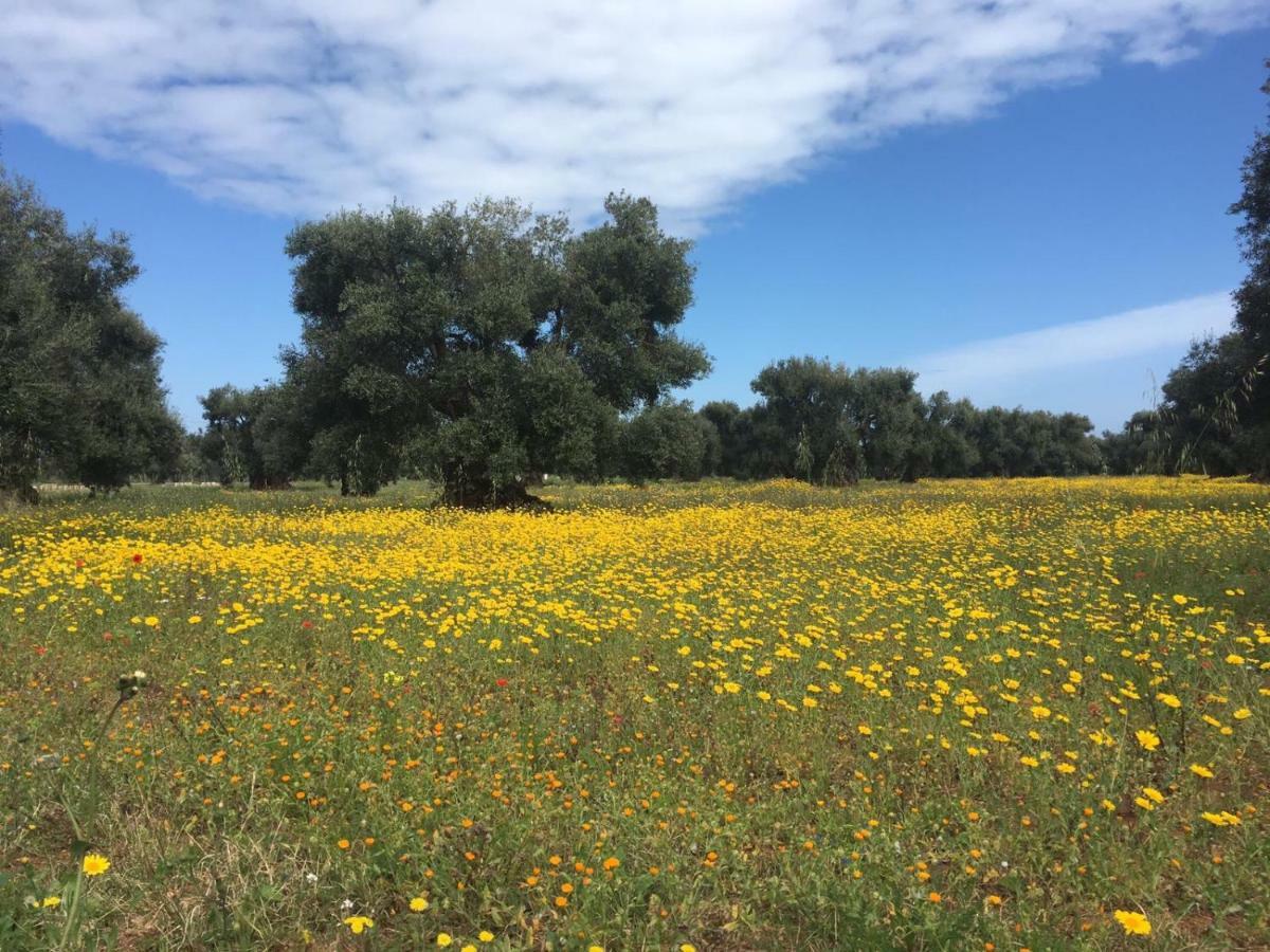 Bed & Breakfast L'ulivo *